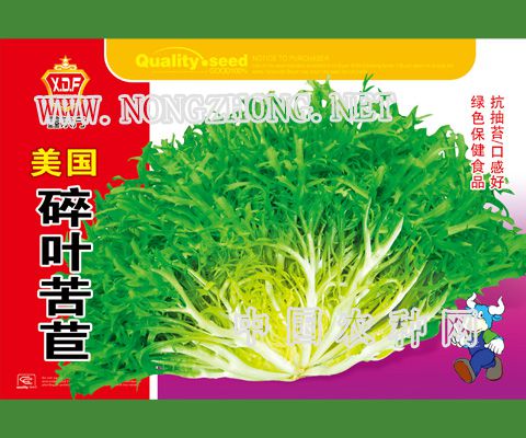 美国碎叶苦苣